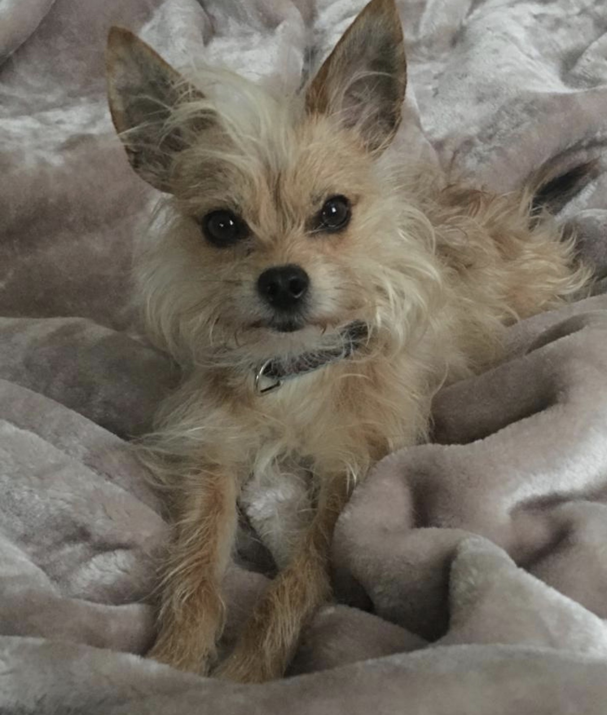 A small tan dog sitting comfortably on a soft pink blanket